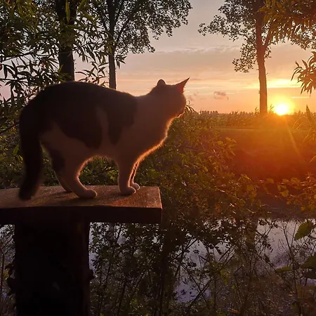 Alojamento de Turismo Selvagem Sweet Treehouse